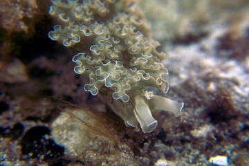 A Lettuce Sea Slug (Elysia crispata) in Cozumel, Mexico © Rob