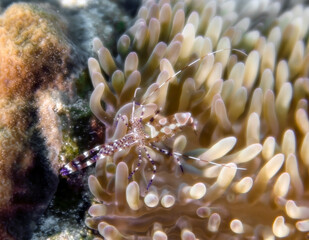 A Spotted Cleaner Shrimp (Periclimenes yucatanicus) in Cozumel, Mexico