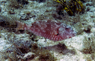 Fototapeta na wymiar A Redtail Parrotfish (Sparisoma chrysopterum) in Caribbean Sea, Mexico
