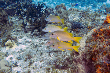 Schoolmaster Snapper (Lutjanus apodus) in Cozumel, Mexico