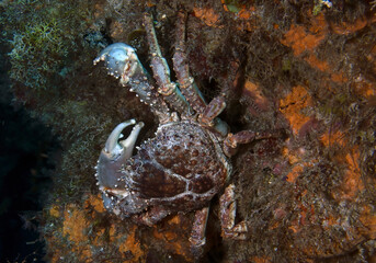 A West Indian Spiny Spider Crab (Mithrax spinosissimus) in Cozumel, Mexico