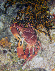 A West Indian Spiny Spider Crab (Mithrax spinosissimus) in Cozumel, Mexico