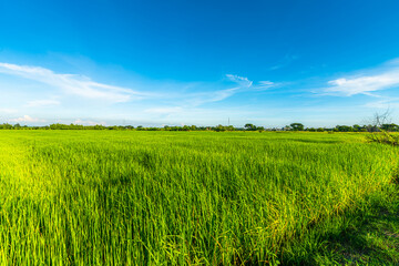 Scenic view landscape of Rice field green grass with field cornfield or in Asia country agriculture harvest with fluffy clouds blue sky daylight background.