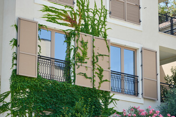 Fototapeta na wymiar Ivy plant grows on the wall of a residential building