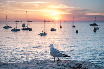 Seagull perched on a cliff watches the boats anchored in the bay at sunset.