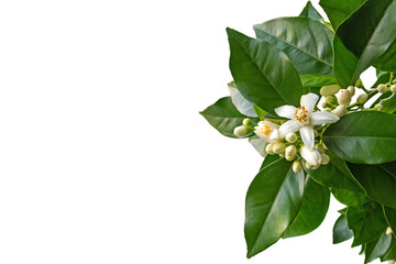 Orange tree white fragrant flowers and buds and dark green foliage isolated transparent png. Neroli...