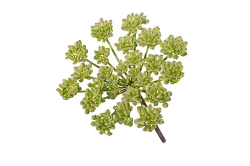 Angelica pachycarpa or portuguese or shiny leaved umbel isolated transparent png