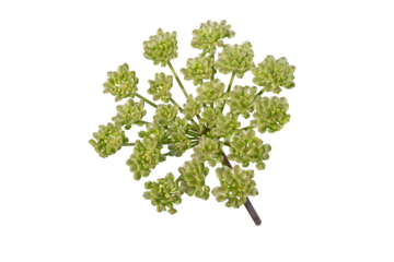Angelica pachycarpa or portuguese or shiny leaved umbel isolated transparent png