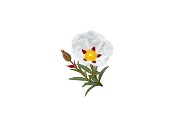 Labdanum flower isolated transparent png. Cistus ladanifer or gum rockrose plant.