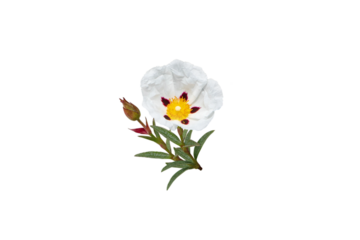 Labdanum flower isolated transparent png. Cistus ladanifer or gum rockrose plant.