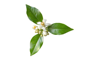 Orange tree white fragrant flowers, buds and leaves isolated transparent png. Neroli blossom.