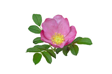 Pink rosa rugosa with wrinkled leaves isolated transparent png. Wild rose branch