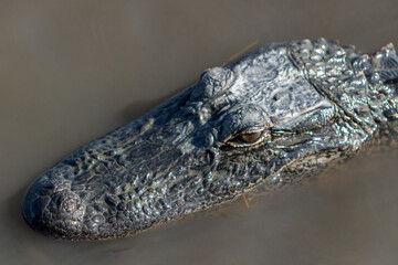 alligator in louisiana swamp near Jean Lafitte