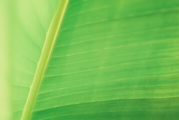 Underside of a banana leaf, a soft natural background in pleasant tones.