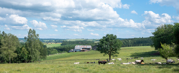 cows in green meadow between bastogne, La Roche and St Hubert in belgium