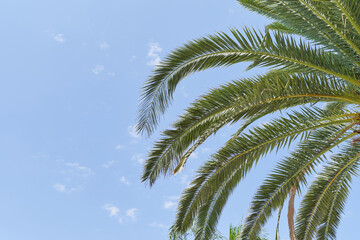 Fototapeta na wymiar Palm branches on blue sky background, vacation concept