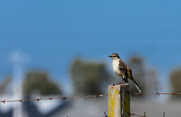 lark perched on a post