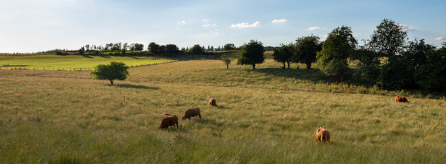 Fototapeta na wymiar cows in green meadow between bastogne, La Roche and St Hubert in belgium