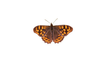 Fototapeta na wymiar Wall brown butterfly with open spotted wings isolated transparent png. Lasiommata megera.