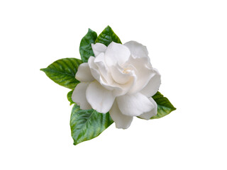 Gardenia jasminoides fragrant flower and leaves isolated transparent png