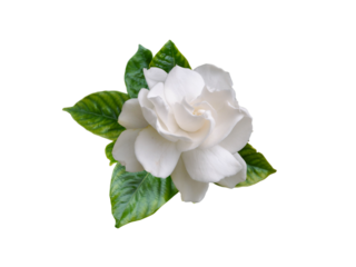 Gardenia jasminoides fragrant flower and leaves isolated transparent png