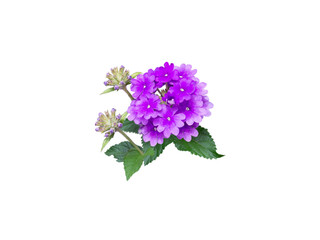 Purple verbena flower, buds and leaves branch isolated transparent png - obrazy, fototapety, plakaty