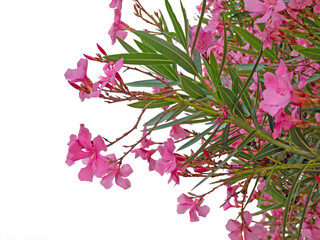 Pale pink oleander or nerium branches with flowers and leaves isolated transparent png - obrazy, fototapety, plakaty