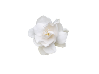 Gardenia jasminoides fragrant flower top view isolated transparent png