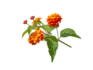 Lantana bright yellow orange tropical flowers branch isolated transparent png