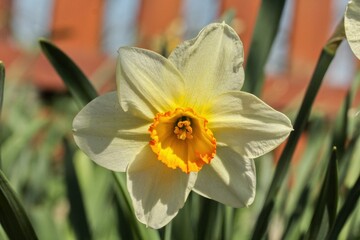 Narcissus 