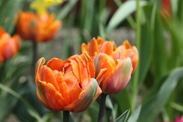 Tulip "Orange Princess" is a lovely peony-flowered tulip featuring light nasturtium-orange petals, flushed with reddish-purple and glazed lighty in warm pink.
