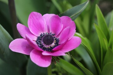 Anemone de Caen Sylphide - beautiful scarlet pink variety, features bright, violet-pink, poppy-like...