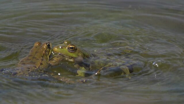 Frogs croaking and jumping and courting in calm lake close up
Israel Jerusalem wildlife, 2022
