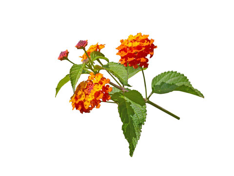 Lantana bright yellow orange tropical flowers branch isolated transparent png