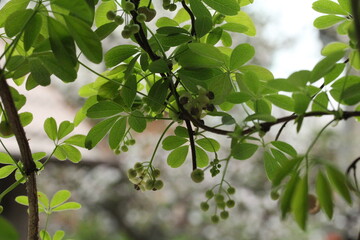 Akebia quinata - Climber and wall shrubs