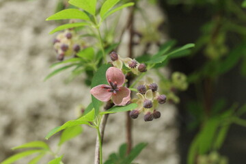 Akebia quinata - Climber and wall shrubs