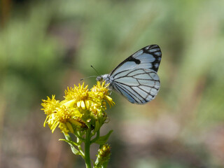 pine white butterfly on a flower