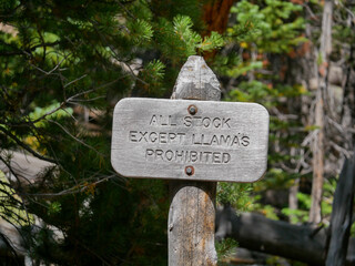 livestock marker llamas