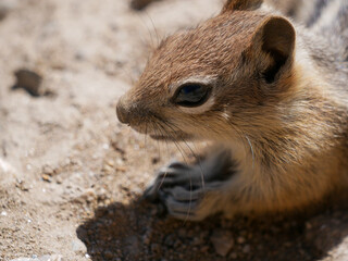 chipmunk on a rock closeup