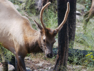 Naklejka na ściany i meble elk in the woods