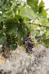 Bunches of grapes in the vineyard