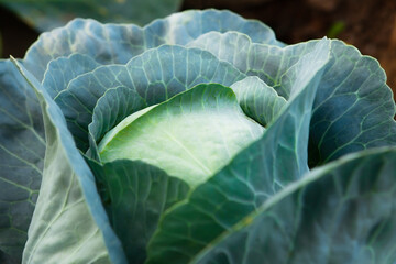 Obraz premium Fresh, white cabbage growing in a vegetable garden on a farm.
