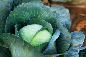 Obraz premium Fresh, white cabbage growing in a vegetable garden on a farm.
