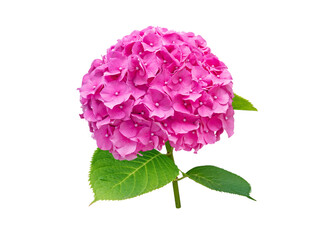 Hortensia branch with bright pink bloom. Hydrangea macrophylla flower isolated transparent png