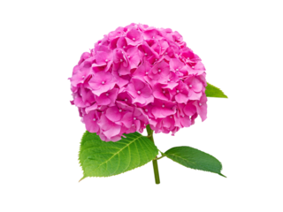 Hortensia branch with bright pink bloom. Hydrangea macrophylla flower isolated transparent png