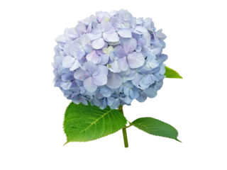 Foto op Aluminium Hydrangea macrophylla flower isolated transparent png. Hortensia branch with light blue bloom. © photohampster