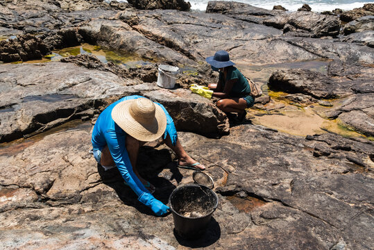 Volunteers Clean Up Oil At Pedra Do Sal Beach In The City Of Salvador.