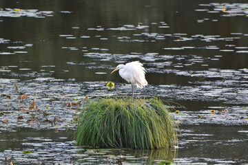 Grande aigrette blanche au repos