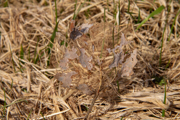 autumn leaf tired lying on the grass close-up