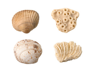Seashells and corals isolated transparent png